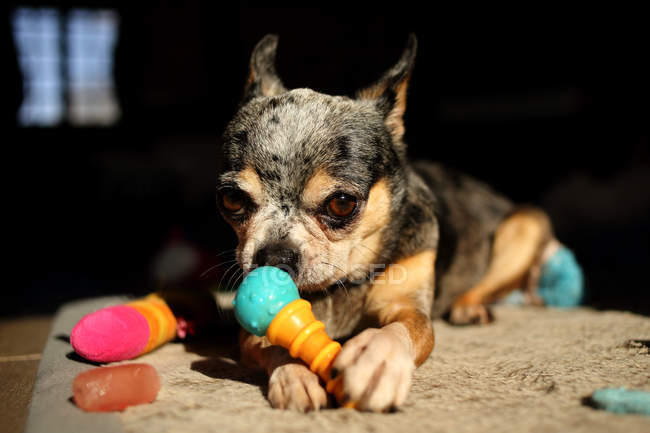 Chihuahua perro jugando con juguetes - foto de stock
