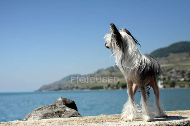 Chinese Crested dog standing by lake — Stock Photo