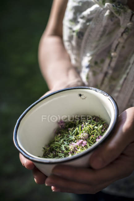 Hands holding bowl of thyme — Stock Photo