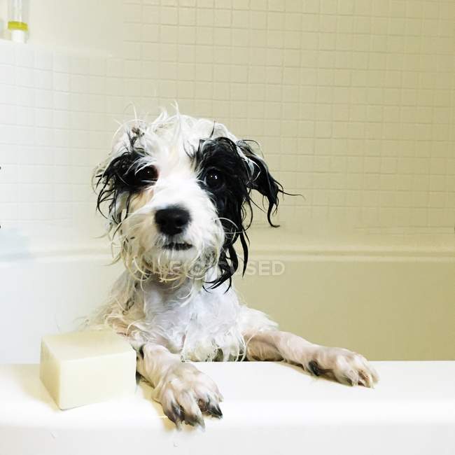 Perro mojado en baño - foto de stock