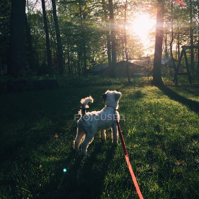 Cão na trela na floresta — Fotografia de Stock