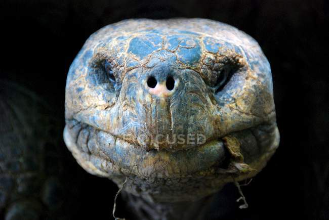 Retrato de cerca de la tortuga gigante - foto de stock