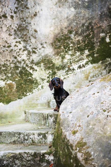 Dachshund cão sentado em passos — Fotografia de Stock