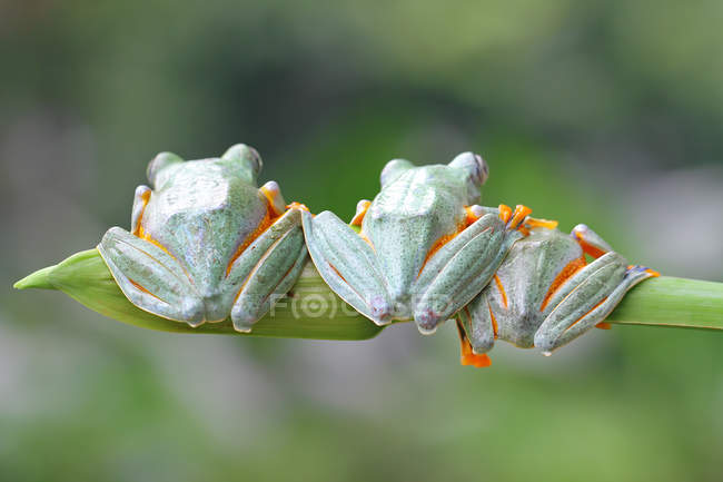 Tree frogs sitting in row — Stock Photo
