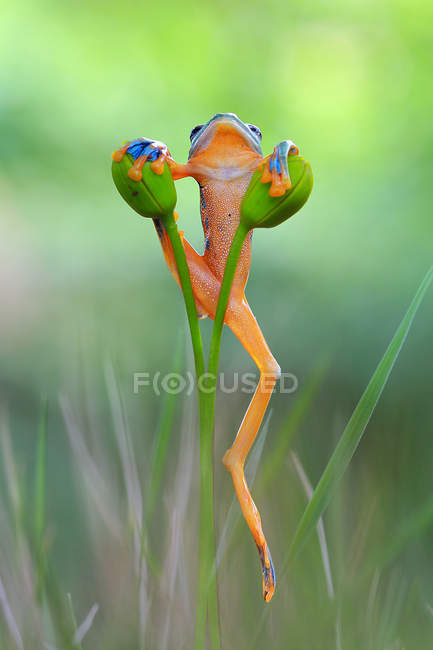 Tree frog climbing on plant — Stock Photo