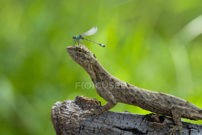 Рівнокрилі бабки на голову ящірка — стокове фото