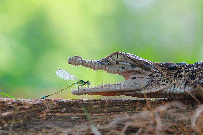 Damselfly  in crocodile mouth — Stock Photo