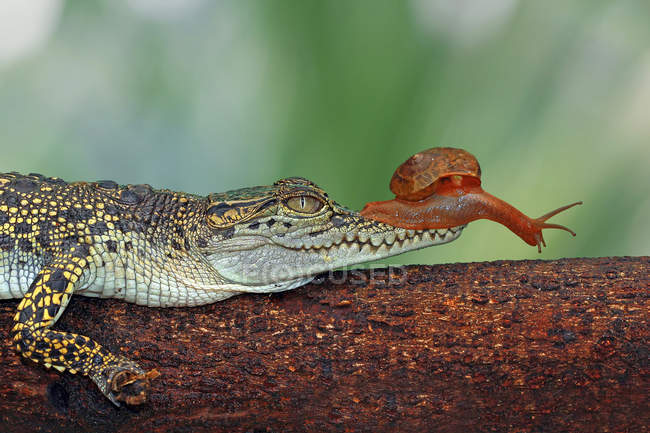 Snail on crocodile snout — Stock Photo