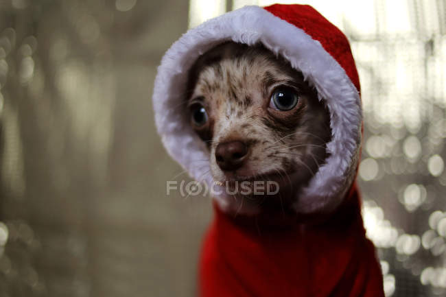 Chihuahua dog wearing christmas sweater — Stock Photo