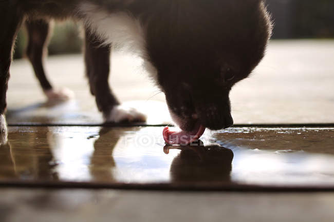 Chihuahua dog licking water off floor — Stock Photo
