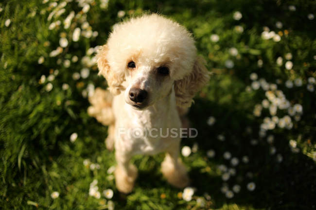 Retrato de perro caniche sentado en la hierba - foto de stock