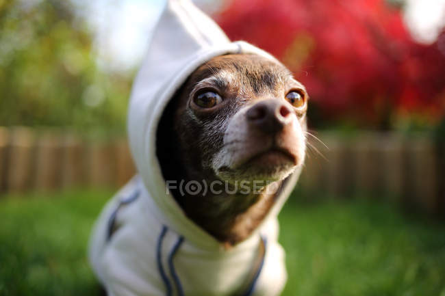 Chihuahua perro vistiendo suéter - foto de stock