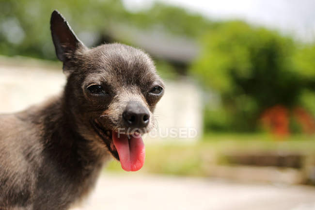 Retrato de um cão Chihuahua em pé ao ar livre — Fotografia de Stock
