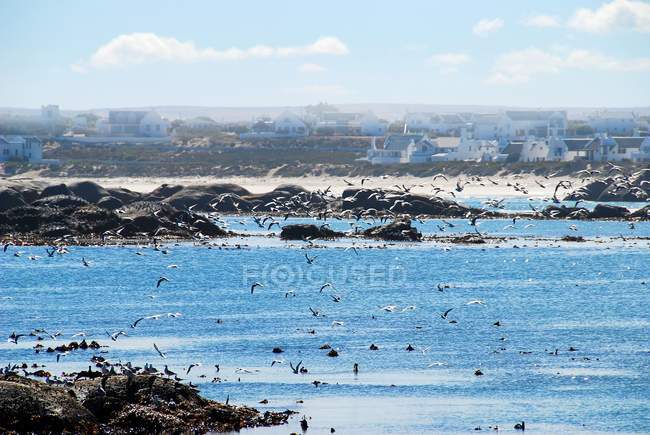 Cormoranes y gaviotas volando sobre el océano - foto de stock