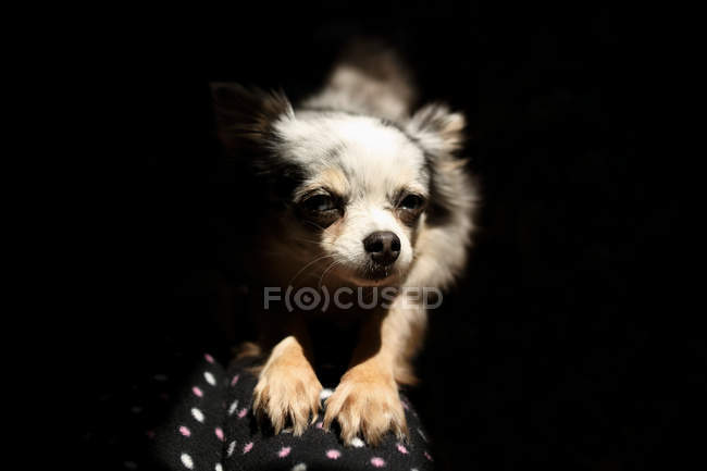 Chihuahua cão esticando-se no sofá sofá — Fotografia de Stock