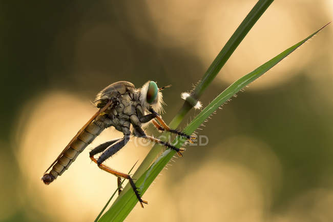 Robberfly en planta verde, Jember, Java Oriental, Indonesia - foto de stock