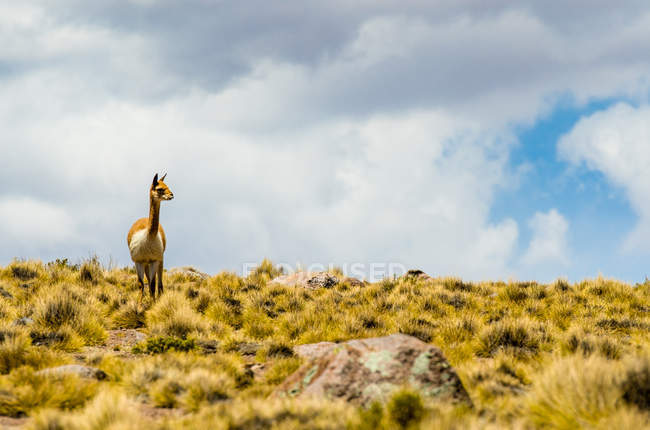 Vue panoramique de mignon guanaco dans le désert, Tamarugal, Chili — Photo de stock