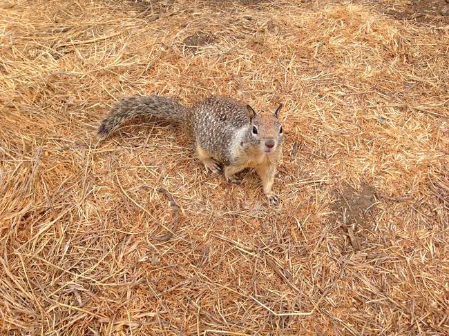 Esquilo curioso pequeno bonito na natureza selvagem — Fotografia de Stock