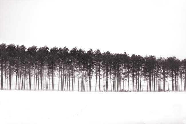 Vista panoramica degli alberi nella bufera di neve, Michigan, USA — Foto stock