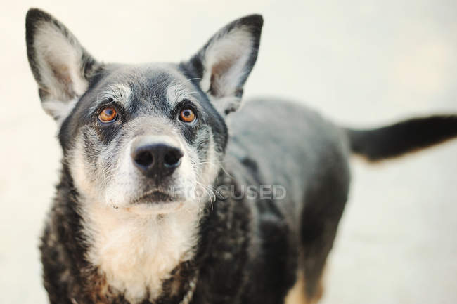 Close-up Portrait of cute black dog glancing up, Italy, Piedmont, Tortona — Stock Photo