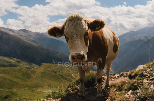 Portrait of domestic cow with mountains in background — Stock Photo