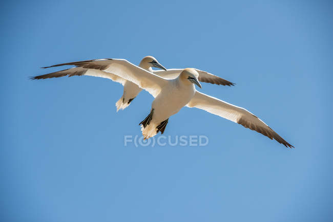 Due gannetti settentrionali che volano in aria insieme — Foto stock