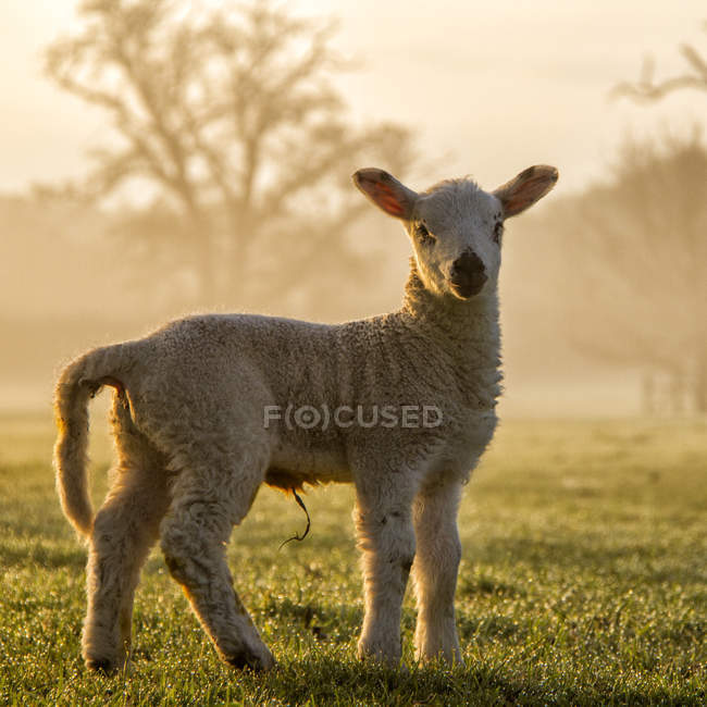 Niedliche Lamm auf der Wiese bei Morgensonne Blick in die Kamera — Stockfoto