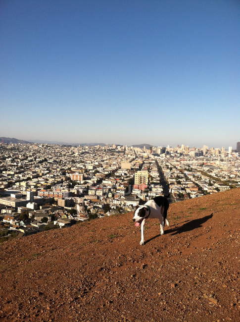 Веселая собака, гуляющая по холму над городом — стоковое фото