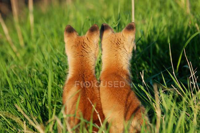 Vista trasera de dos zorros lindos sentados en hierba verde - foto de stock