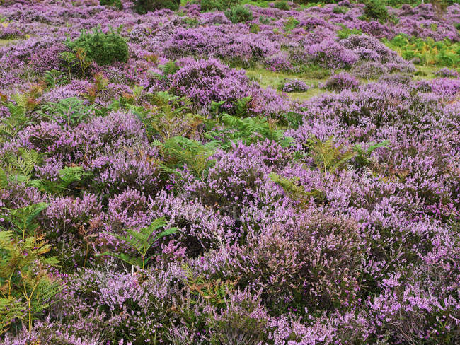 Scenic view of fresh heather heathland — Stock Photo