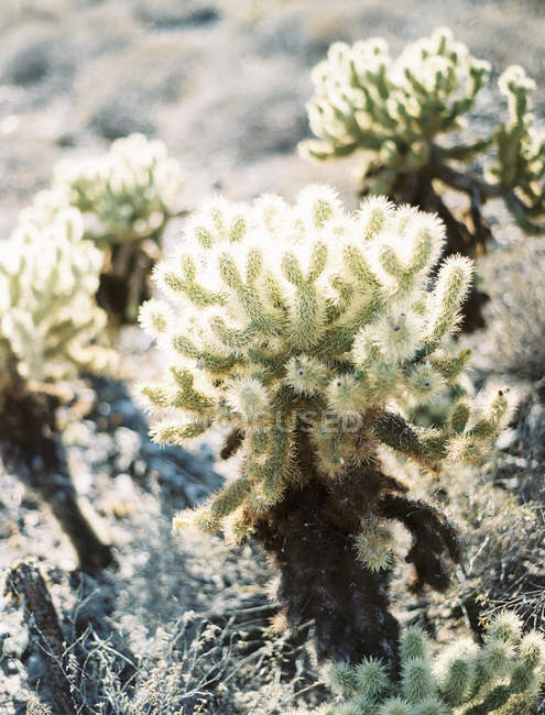 Vue rapprochée de beaux cactus poussant dans le désert — Photo de stock