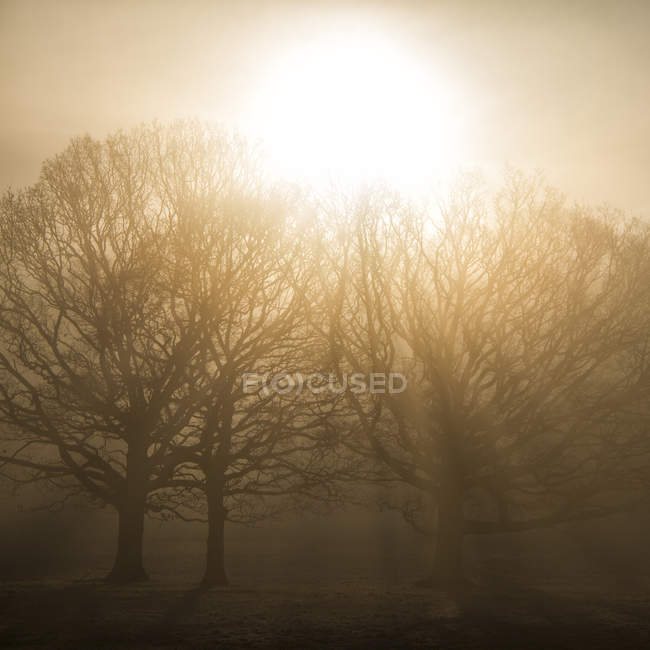 Majestosa vista do sol em torno de topos de árvores — Fotografia de Stock