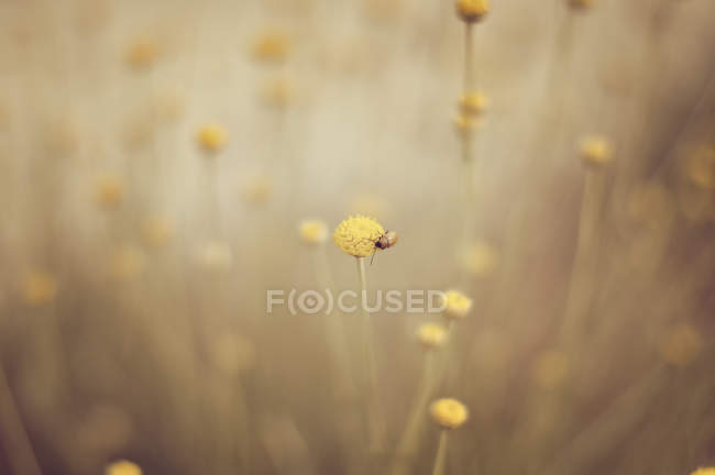 Close-up de joaninha sentada em uma flor no campo — Fotografia de Stock