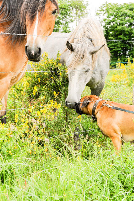 Boxer chien se faire des amis avec deux chevaux à la campagne — Photo de stock