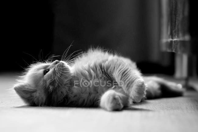 Gato adorable mullido acostado en el suelo, monocromo - foto de stock
