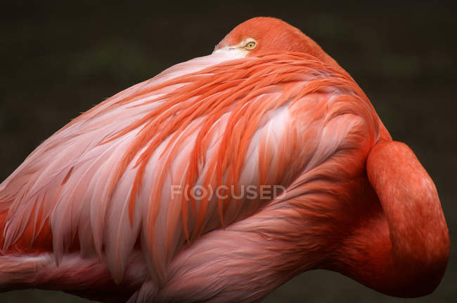 Nahaufnahme Porträt des schönen rosa Flamingos, der in die Kamera schaut — Stockfoto