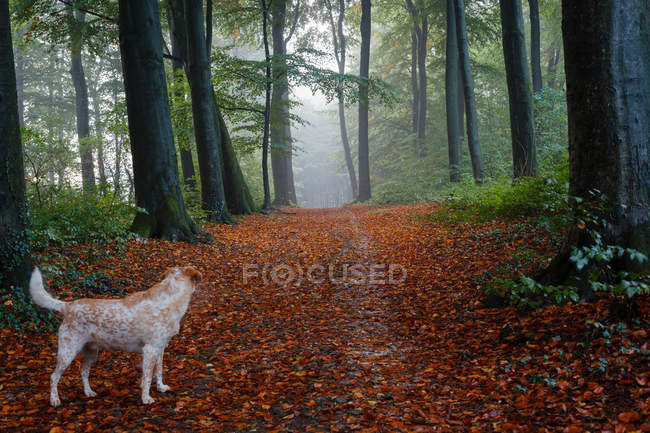 Вид сзади на собаку, стоящую в величественном лесу — стоковое фото
