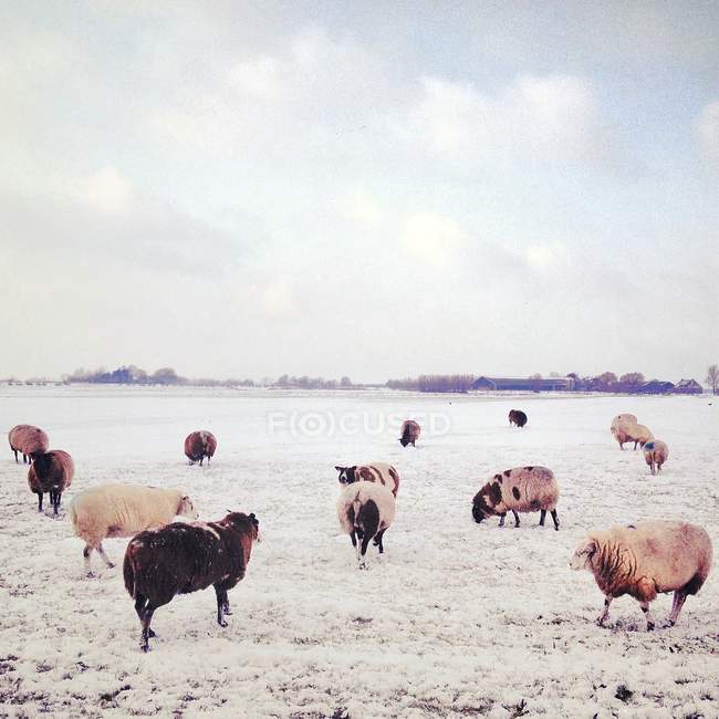 Vista panorámica del rebaño de ovejas en los pastos en invierno - foto de stock