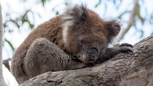 Primer plano del oso Koala dormido sentado en la rama del árbol - foto de stock