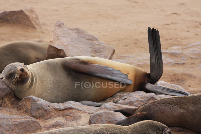 Seals lying on sandy beach in Namibia — Stock Photo