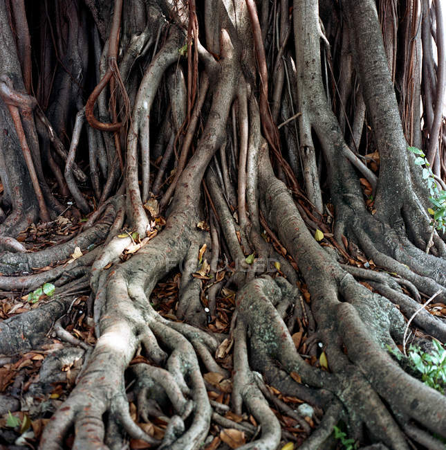 Живописный вид корней дерева, крупный план — стоковое фото
