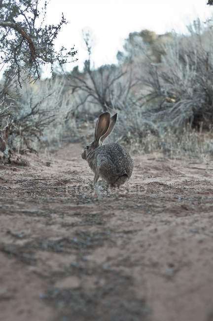 Mignon lapin gris assis sur le sol dans la nature sauvage — Photo de stock