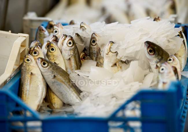 Vue rapprochée des poissons frais dans le marché de rue — Photo de stock