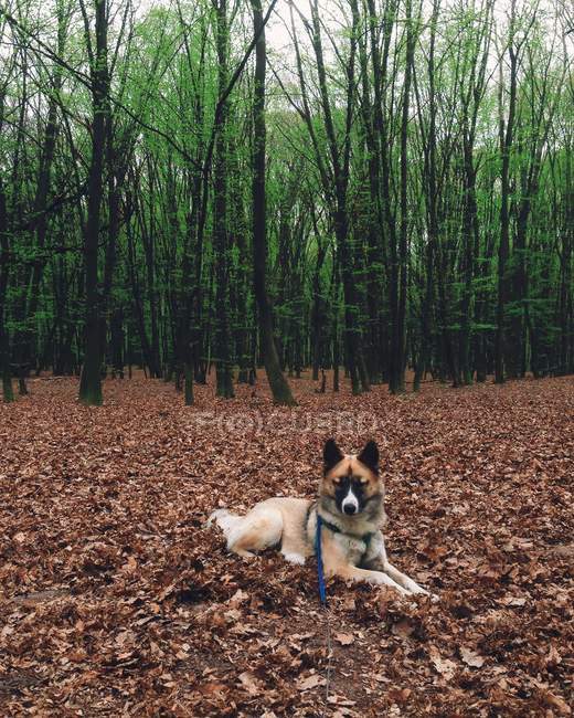 Retrato de un perro husky acostado sobre hojas de otoño en el bosque - foto de stock