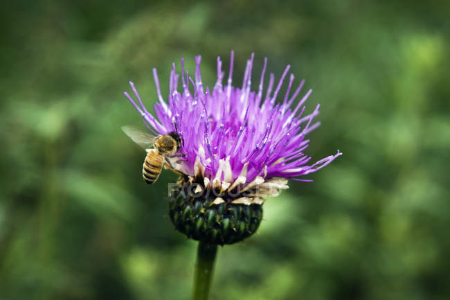 Primer plano de una abeja sobre una flor sobre un fondo borroso - foto de stock