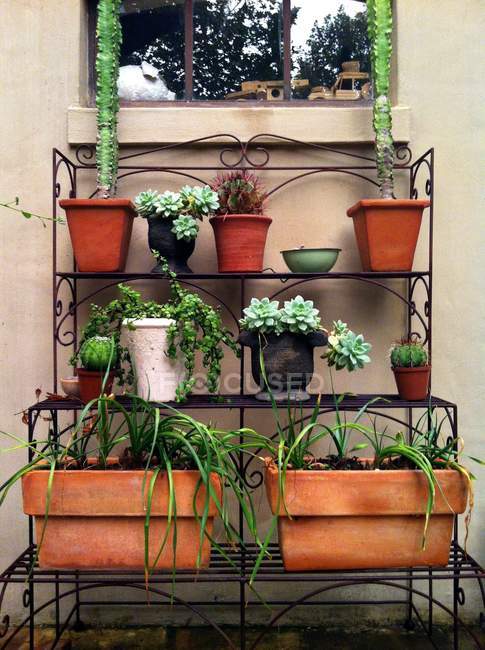 Кімнатні рослини стоячи проти будівництво стіни — стокове фото