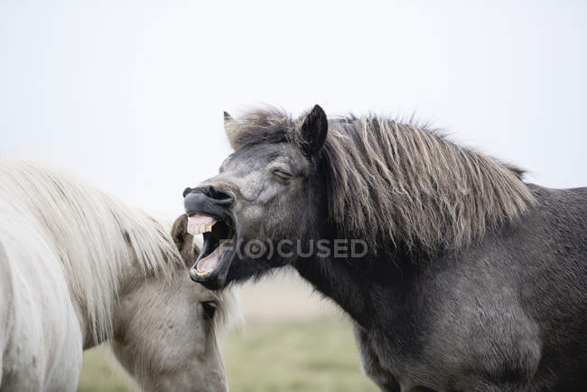 Belos cavalos islandeses braying, Islândia — Fotografia de Stock