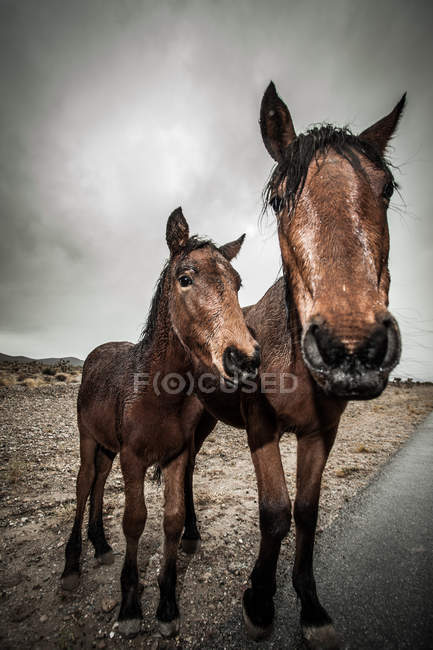 Retrato de dos hermosos caballos de pie por carretera y mirando a la cámara - foto de stock