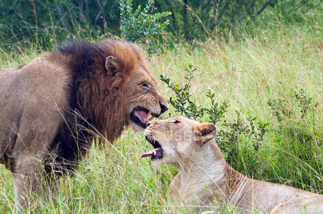 Vista panorámica de los leones africanos en la naturaleza salvaje - foto de stock