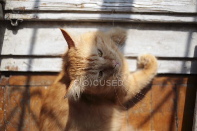 Вид сверху на восхитительного домашнего имбирного кота, лежащего на деревянном полу — стоковое фото